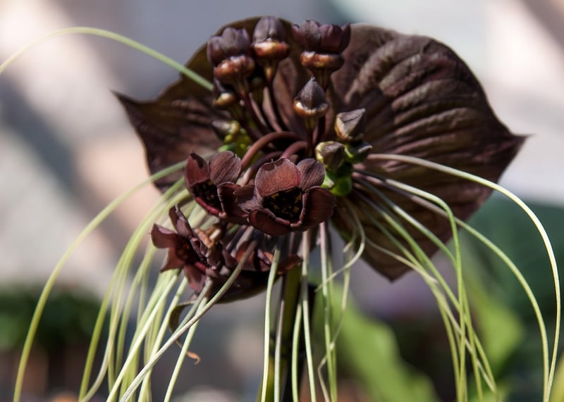 black bat flower
