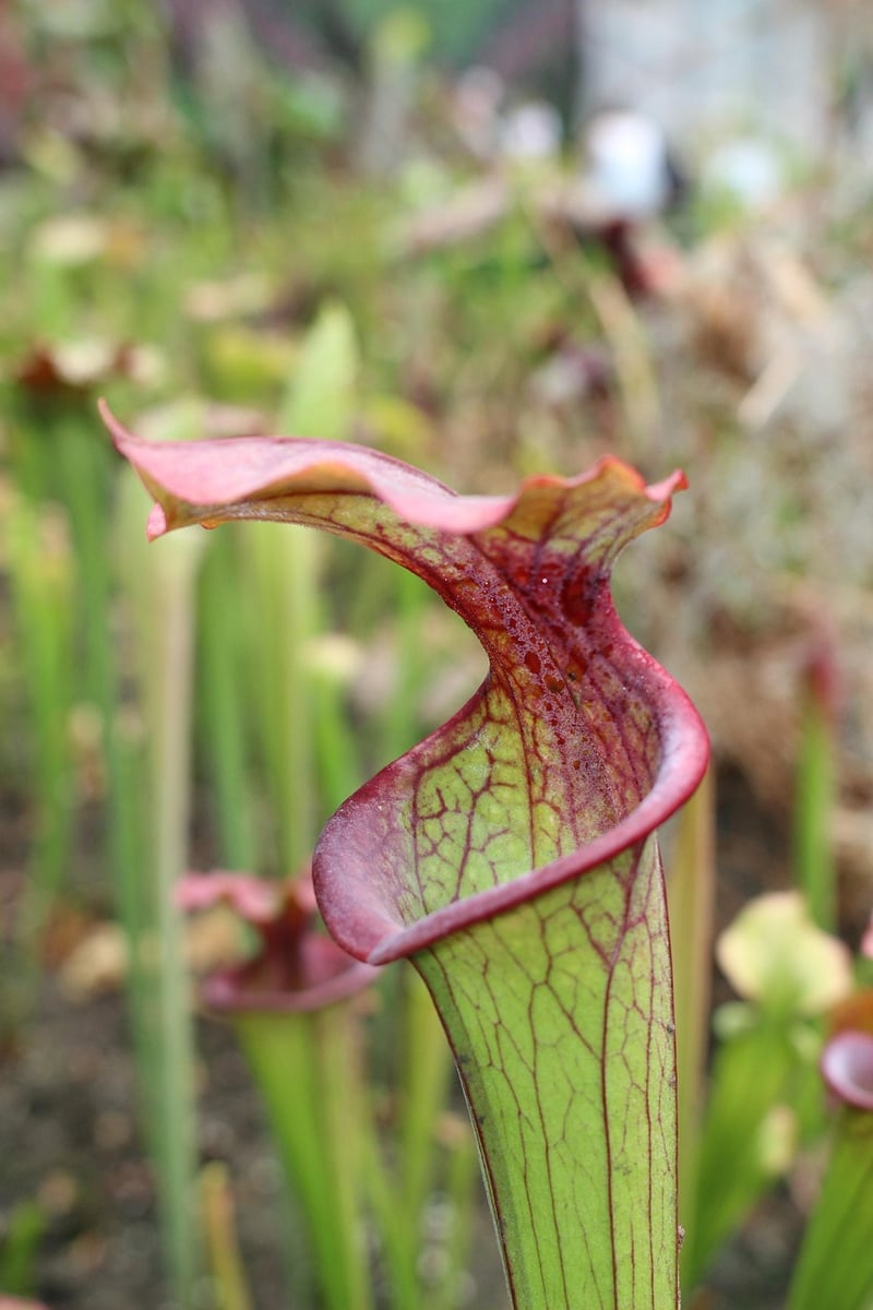 Pitcher Plant