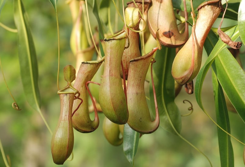 pitcher plant