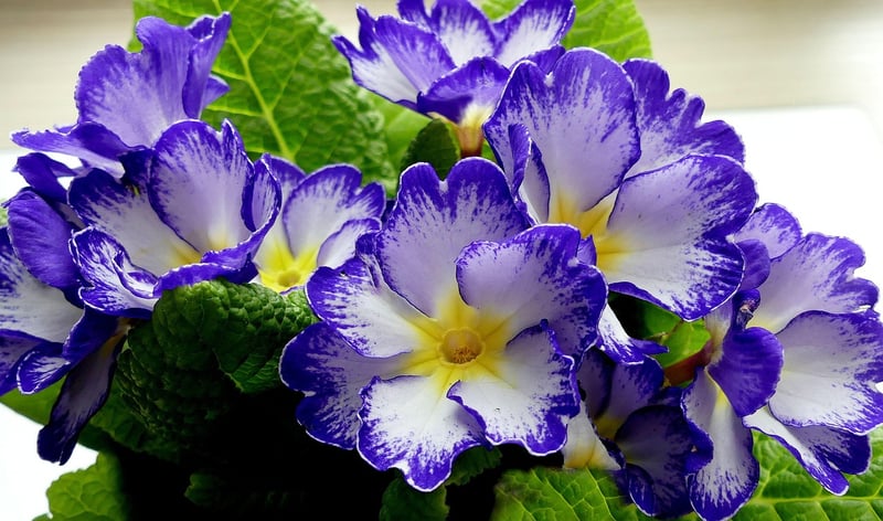 Evening Primrose