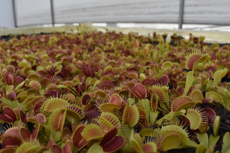 venus flytrap